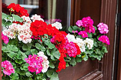 GOG喜加一：《美丽的忧伤》本周末免费领取